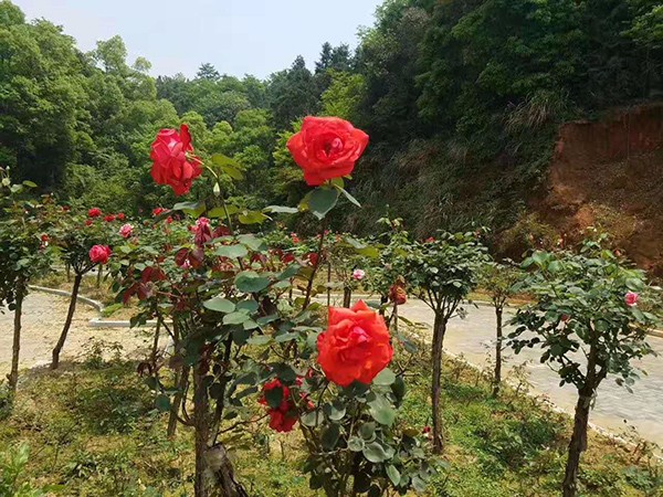 種(zhǒng)植園